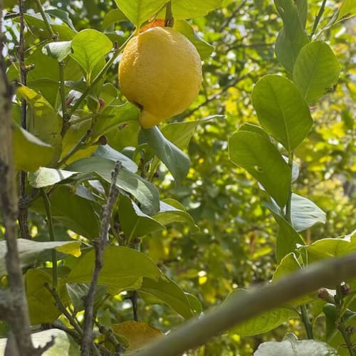 Limão maduro pendurado no ramo de uma árvore na Quinta Do Carril em Portalegre, Portugal