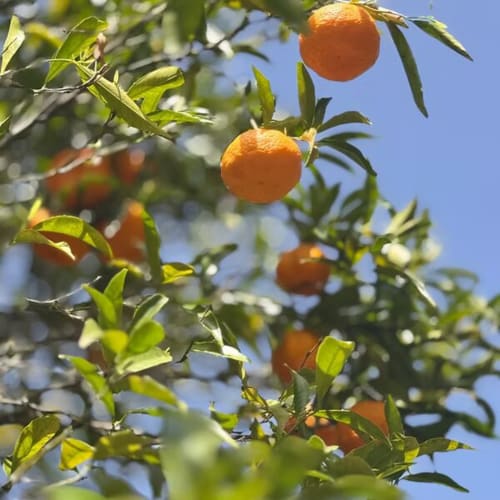 Laranjas maduras nos ramos das árvores da Quinta Do Carril, casa rural portuguesa em Portalegre
