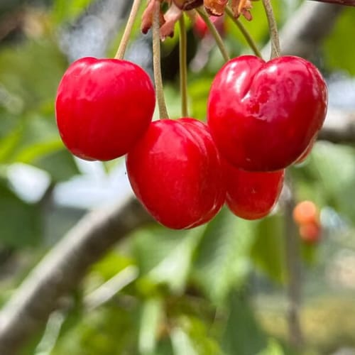 Cerejas vermelhas maduras penduradas no ramo na Quinta Do Carril, um encantador alojamento em Portalegre, Portugal