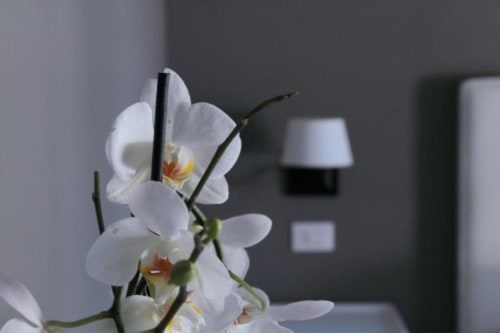Orchidee bianche su stelo nella camera moderna del B&B Le Biciclette a San Vito Lo Capo, con interni e servizi sfocati sullo sfondo