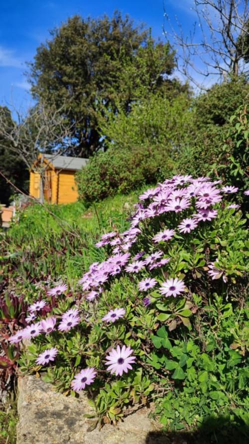 Marguerites violettes en fleur au jardin Mare e Monti Vico avec chaumière jaune et grands arbres sous ciel bleu