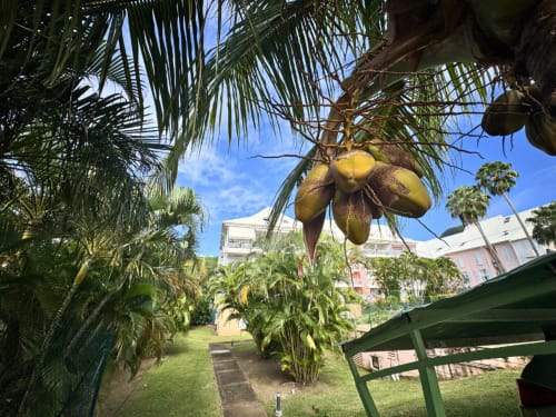 Coconut palm with ripe yellow fruits in Horizon Doré's tropical garden in Gourbeyre, Guadeloupe