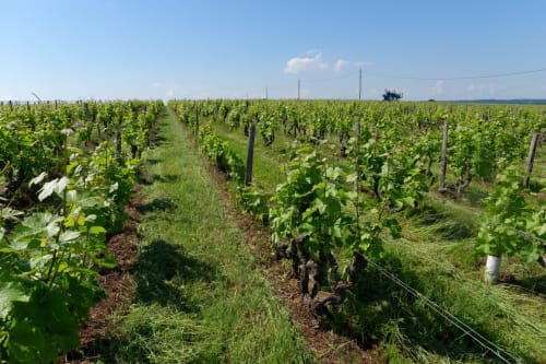 Rangées de vignes à la Maison Romy en France avec des vignes vertes et des poteaux de soutien sous un ciel bleu