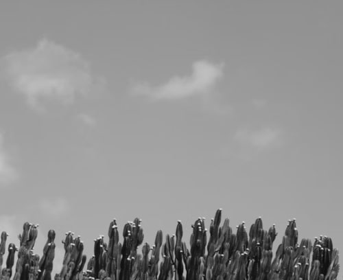 Alti cactus contro il cielo nuvoloso vicino a San Vito Lo Capo, Sicilia