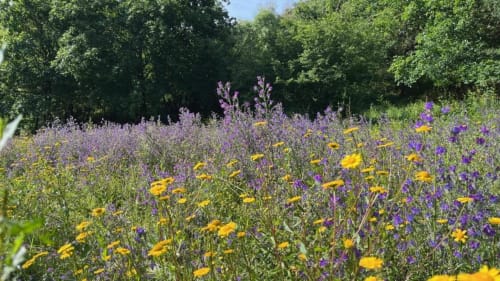Prado de flores silvestres com lavanda roxa e dentes-de-leão amarelos na Quinta da Mata de Baixo, refúgio campestre português.