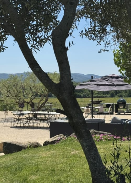 Buitenterras van L'arbre Qui Chante met grote olijfboom, zitplaatsen, parasols en uitzicht op bergen in Saint Sauveur de