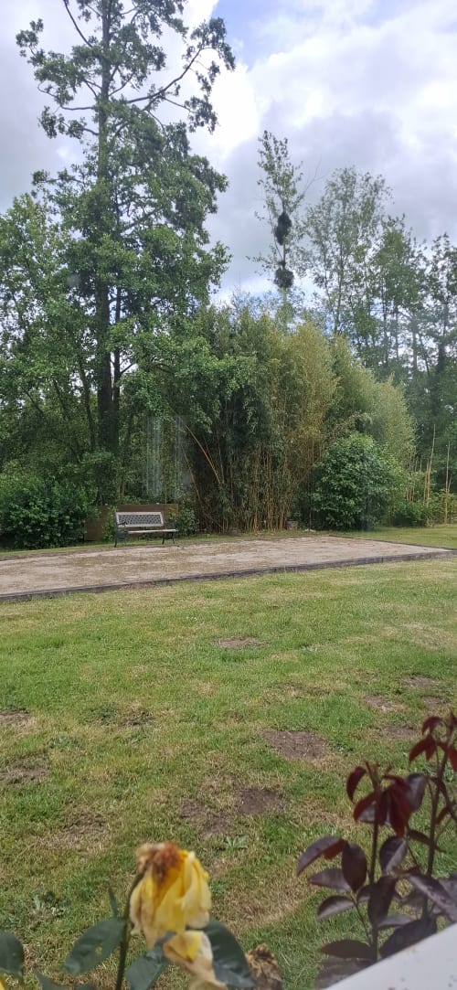 Jardin paisible avec banc dominant une bambouseraie et bois à la maison Accolade à Châteaudun, France