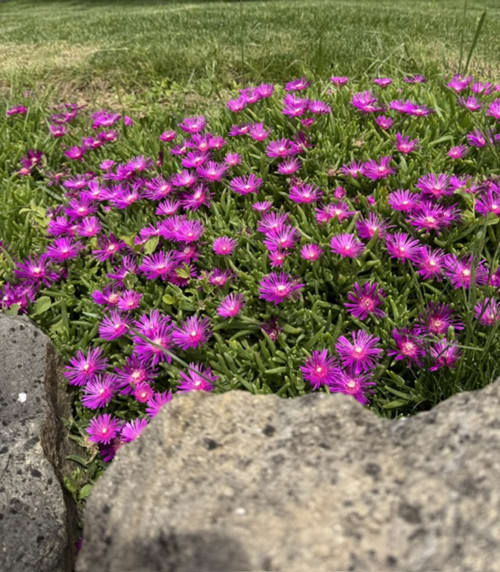 Levendige magenta bloemen bloeien in de tuinbed van L'arbre Qui Chante B&B, Saint Sauveur de Cruzières