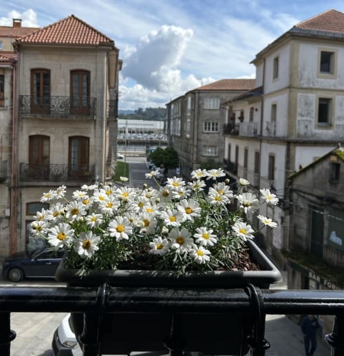 Margaritas blancas en maceta con vista a los edificios históricos de Arcade y al río desde el balcón del apartamento Houses by Pilar