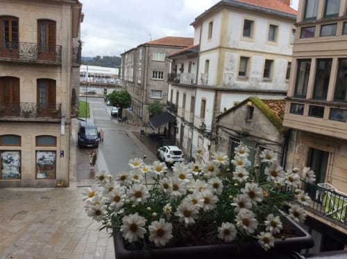 Margaritas blancas en maceta con vista a la encantadora calle Arcade con edificios históricos y autos estacionados