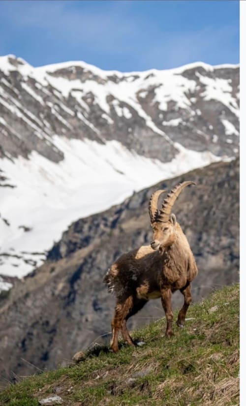 Bouquetin alpin sur un versant montagneux dominant les pics enneigés de L'Alp'In, La Plagne Tarentaise