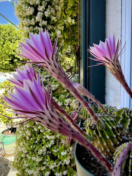 Magnifiques fleurs violettes en fleurs dans le jardin de La Maison Gerval, une charmante maison d'hôtes à Bédoin, France