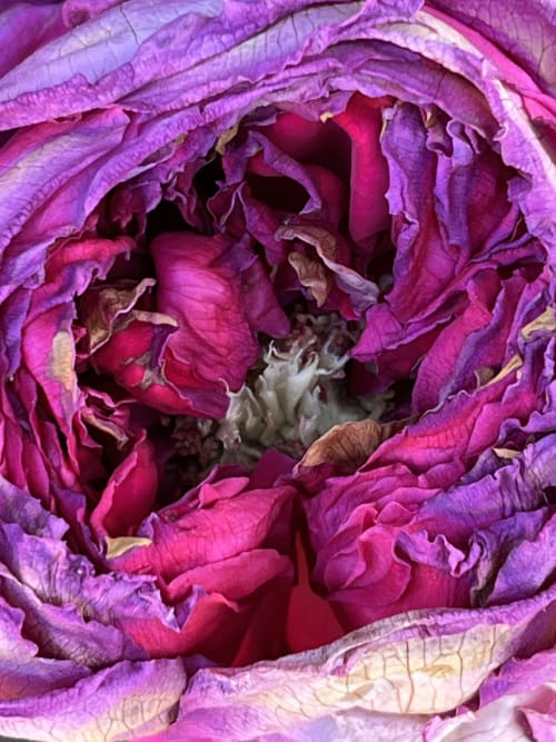 Gros plan d'une magnifique pivoine aux pétales pourpres et superposés, à La Maison Gerval, Bedoin