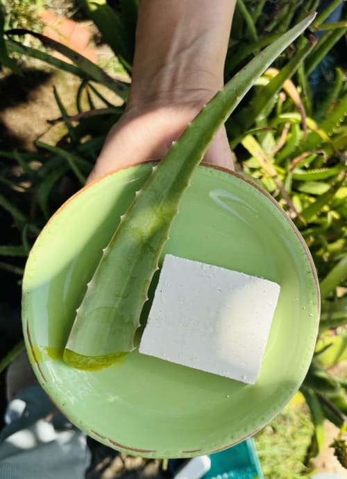 Mano sosteniendo una gran hoja de aloe verde con etiqueta blanca en Casale Artemisia B&B en Capalbio, Toscana