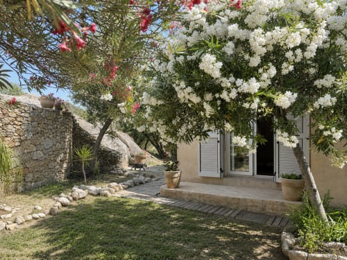 Terrasse de jardin rustique avec arbre aux fleurs blanches, murs en pierre et entrée de villa à L'Île-Rousse, Corse