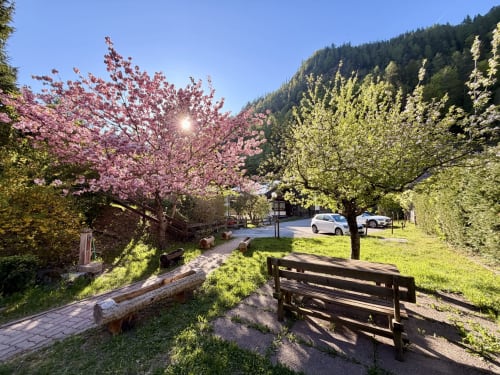 Magnolie rosa in fiore nel giardino di CaseCasadei con vista sulle montagne, Rocca Pietore