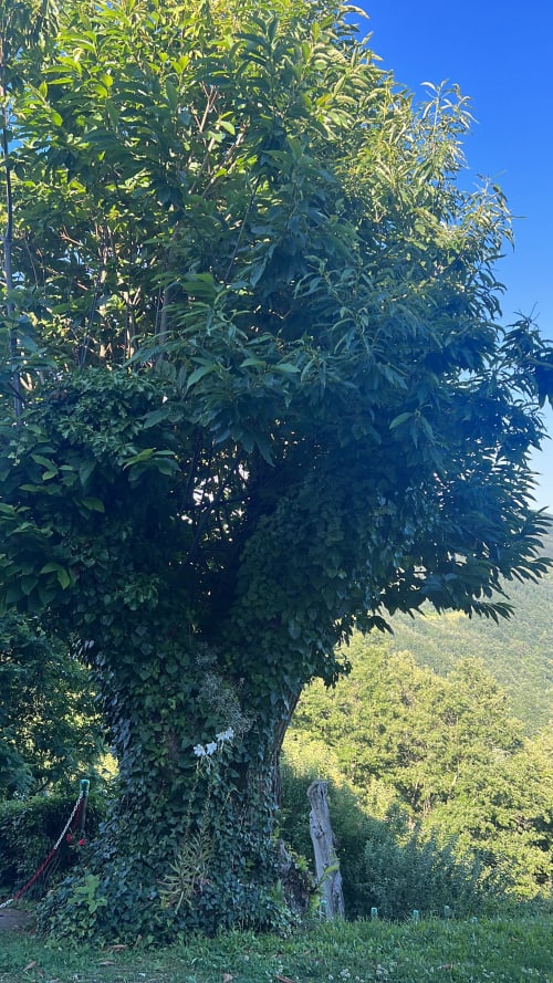Albero ricoperto di edera nel paesaggio montano di R&B La Villa, San Benedetto Val di Sambro, Italia