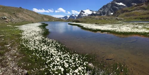 Lago alpino con fiori di campo bianchi a Locana, nelle montagne d'Italia vicino a Camere d'Aria
