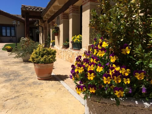 Patio de La Senda del Duratón con vibrantes flores de pensamiento morado y amarillo, plantas en macetas y arquitectura de piedra