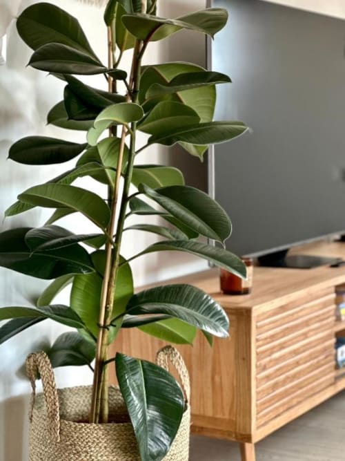 Planta de interior en maceta con hojas verdes sobre escritorio de madera en la villa Barrosa Home de Hozanejos