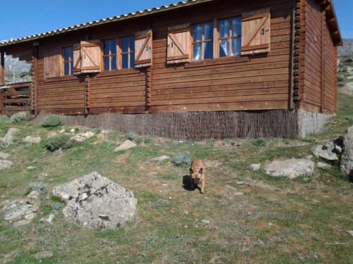 Chalet rustique en bois des Chalets de Lozzi à Calacuccia avec chien en façade dominant les montagnes