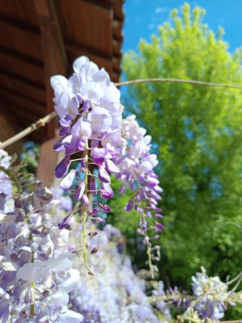 Fleurs de glycine pourpre et blanche en fleur au Jardin de la Reyssouze B&B à Gorrevod, France
