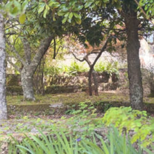 Luxuriante jardim da Quinta Do Carril B&B em Reguengo, Portugal com árvores centenárias, folhagem verde e ambiente natural tranquilo
