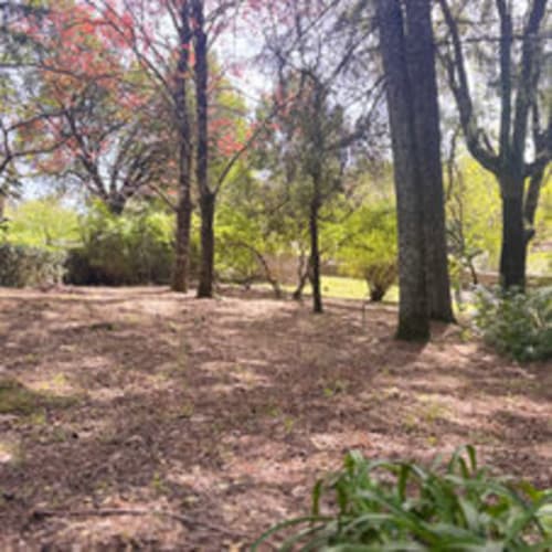 Caminho pela floresta na Quinta Do Carril B&B em Reguengo, com árvores altas e luz solar filtrada