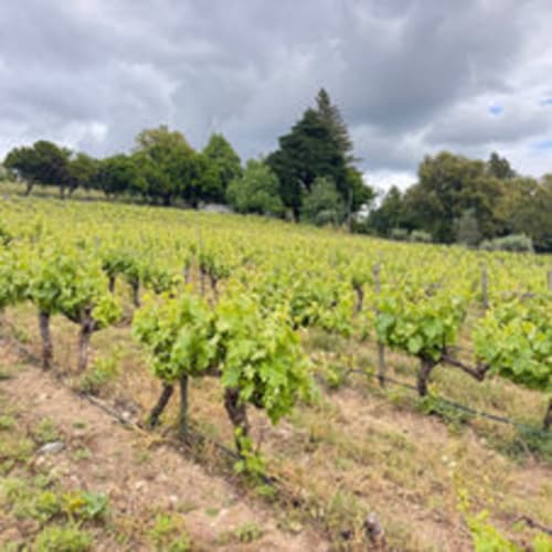 Vinhedo exuberante na Quinta Do Carril em Reguengo, Portugal, com vinhas verdes e floresta ao fundo