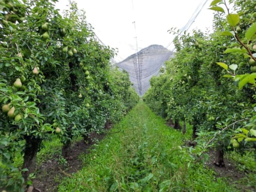 Rangées de poiriers du Petit Bégou à Saint-Auban-d'Oze avec filets de protection et montagnes en arrière-plan