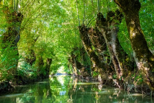 Canal paisible bordé d'arbres centenaires à L'Ecrin des Roches B&B au Langon, France