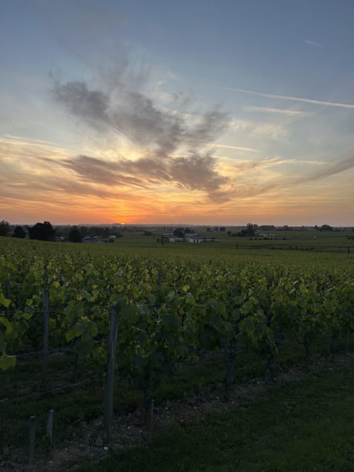 Sunset over vineyard fields near La Maison du Clocher, Saint-Emilion wine region, France