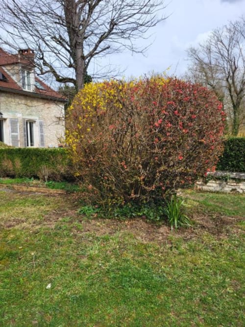Jardin de chaumière aux arbustes fleuris et arbres nus au Domaine des Oiseaux de Passage, Escolives-Sainte-Camille