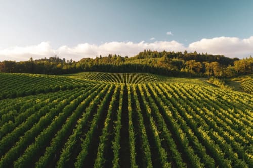 Rangées de vignobles verdoyants dans la région d'Amboise avec forêt en arrière-plan et ciel bleu