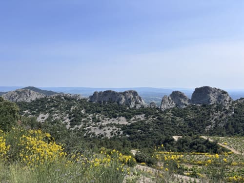 Fleurs sauvages jaunes et pics rocheux surplombant la vallée de Gigondas près de La Maison des Jardins