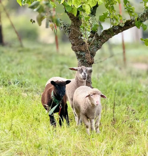 Três cabras pastando sob uma árvore na quinta Quinta Do Carril em Reguengo, Portugal