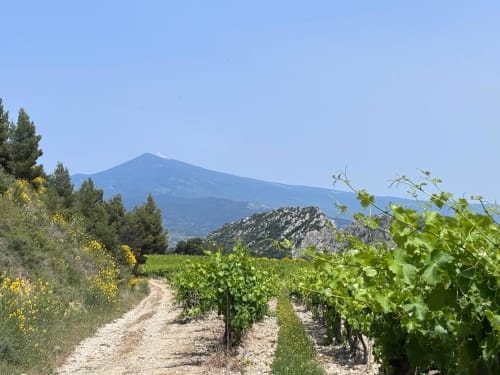 Rangées de vignes à La Maison des Jardins à Gigondas avec le Mont Ventoux en arrière-plan