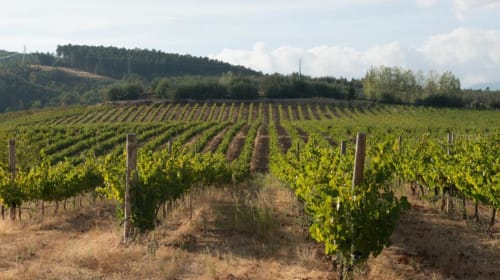 Fileiras de vinhedos com videiras verdes em Covilhã, Portugal, perto da adega Tranca da Barriga