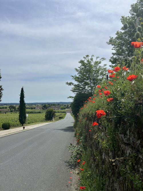 Scenic Bordeaux countryside road with red poppies, cypress tree, and vineyards near Saint-Emilion