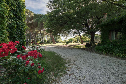 Sentiero di ghiaia bordato di rose rosse presso Donkeys and Roses, Viterbo, con alberi maestosi e muri ricoperti di edera che creano un'atmosfera