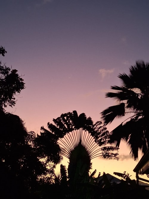 Silhouette de coucher de soleil tropical avec palmiers à la Villa Manguier, Rivière-Salée, Martinique