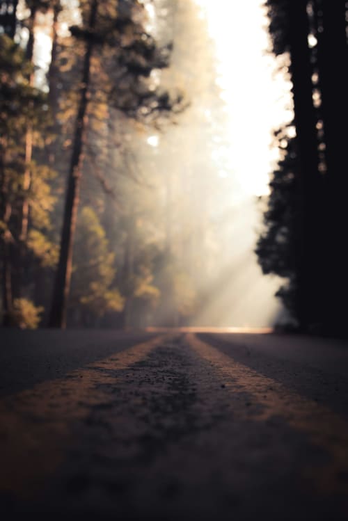 Strada forestale nebbiosa circondata da alberi alti all'alba, rifugio ad Accettura Italia