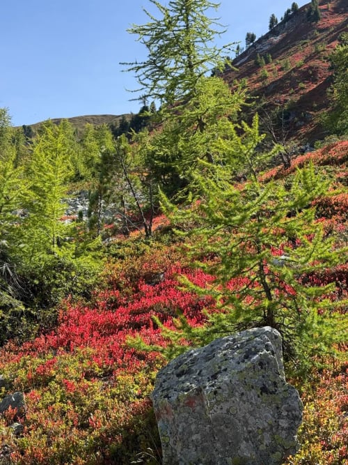 Prairie alpine aux fleurs rouges et mélèzes à La Plagne Tarentaise, France
