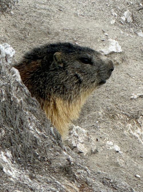 Marmotte près du refuge L'Alp'In à La Plagne Tarentaise, Alpes françaises
