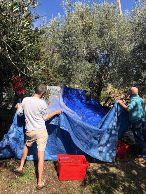 Two people harvesting olives at Pipa Polaris B&B in Spéracèdes, France under blue nets among olive trees