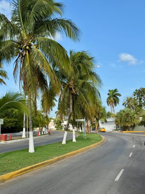 Camino bordeado de palmeras en Ala Residencias, Chetumal, México con exuberantes vistas de jardín y troncos de árboles pintados de blanco