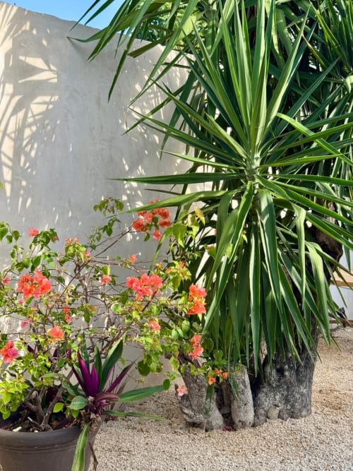 Jardín tropical en Ala Residencias Villa Tulum con flores de coral vibrante y frondas de palmera contra pared blanca en Chetumal