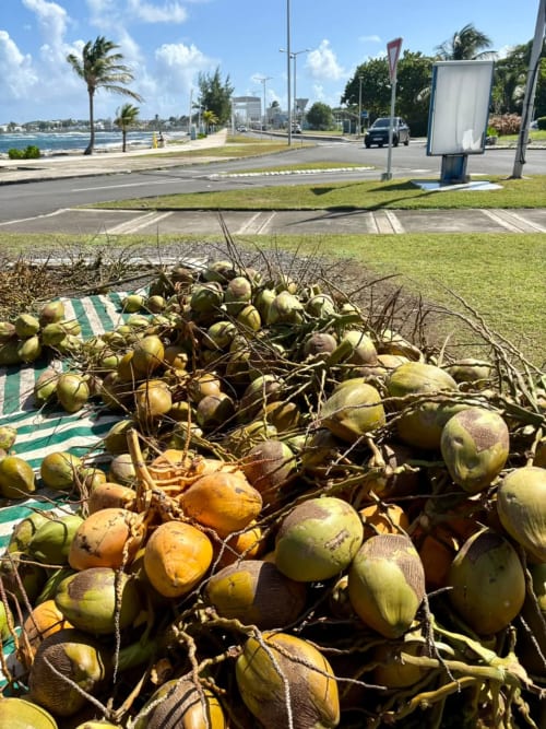 Noix de coco à Maly Blue Location au Moule, Guadeloupe, avec plage et route côtière