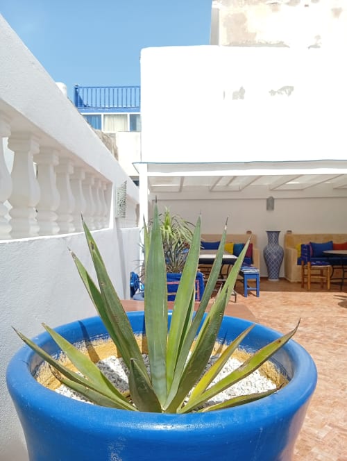 Jardinière bleue avec agave sur la terrasse ensoleillée du Riad Le Village Mogador à Essaouira, hôtel d'architecture marocaine blanche
