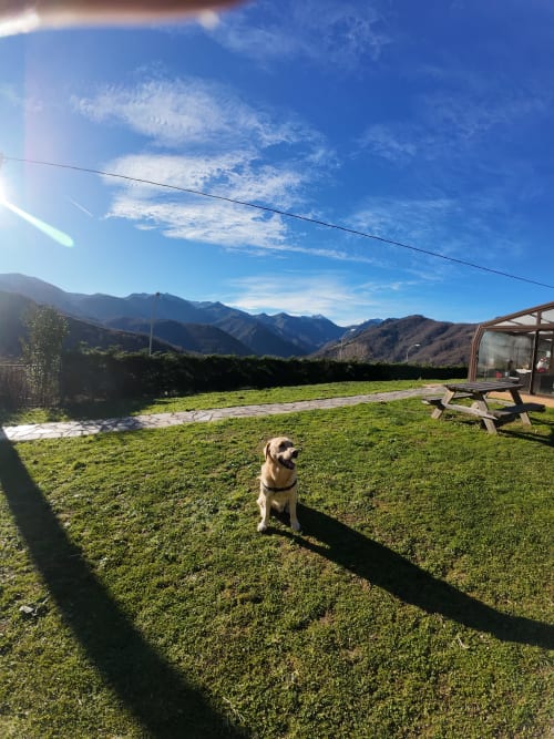 Perro en el jardín verde de Casa Rural Posada Real de Pajares con vistas a la montaña y patio exterior en Pajares, España